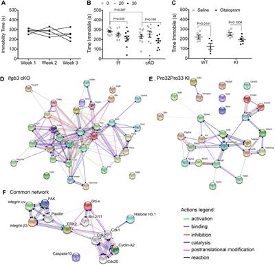 Integrin αVβ3 Function Influences Citalopram Immobility Behavior in the <mark class="highlighted">Tail Suspension Test</mark>